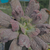 Echeveria línguas Pote 11 - comprar online