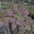 Echeveria línguas Pote 11 - SUCULENTAS EM CASA