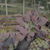 Echeveria línguas Pote 11 - loja online
