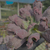 Imagem do Echeveria línguas Pote 11
