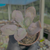 Echeveria paul bunyan Pote 9 na internet