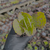 Kalanchoe marmorata Pote 9 - SUCULENTAS EM CASA