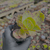 Kalanchoe marmorata Pote 9 - loja online