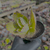 Imagem do Kalanchoe marmorata Pote 9