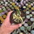 Crassula obliqua variegata Pote 9