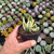 Crassula obliqua variegata Pote 9 - comprar online