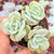 Echeveria lovely rose Pote 9
