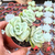 Echeveria lovely rose Pote 9 - comprar online