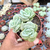 Echeveria lovely rose Pote 9 na internet