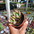 Pachyphytum Dr. Cornelius Pote 9 - SUCULENTAS EM CASA