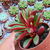 Peperomia graveolens Pote 9 - comprar online