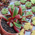 Peperomia graveolens Pote 9 na internet
