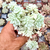 Echeveria prolifica variegata Pote 9