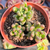 Sedum crocodile Pote 9
