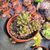 Sedum crocodile Pote 9 - comprar online