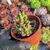 Sedum crocodile Pote 9 na internet