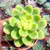 Sedum shangrilá variegata Pote 9