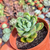 Sedum Shangrila Pote 9 na internet
