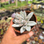 Imagem do Echeveria simonoasa variegata Pote 9