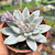 Echeveria simonoasa variegata Pote 9 - comprar online