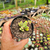 Crassula ausensis Pote 9 - loja online