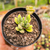 Crassula ausensis Pote 9 - comprar online