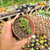 Monanthes muralis Pote 9 - SUCULENTAS EM CASA