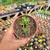 Imagem do Monanthes muralis Pote 9