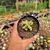 Crassula ausensis Pote 9