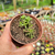 Monanthes muralis Pote 9