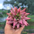 Agavoides celestia Pote 9 (Formada) na internet