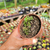 Monanthes muralis Pote 9 - comprar online