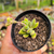 Crassula ausensis Pote 9 na internet