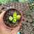 Pata de urso variegata Pote 9 (Amarela) - SUCULENTAS EM CASA