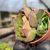 Echeveria 'Yang Jin' Pote 9 - Suculentas e Cactos Online | Plantas Saudáveis | Suculentas em Casa