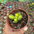Pata de urso variegata Pote 9 (Amarela) - loja online