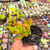 Crassula ovata Hummel's Sunset/Golden Pote 9 - loja online