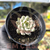 Echeveria tinkerbell variegata Pote 9 na internet