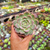 Graptoveria milky way Pote 9 - loja online