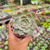 Graptoveria milky way Pote 9 - comprar online