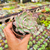 Graptoveria milky way Pote 9 na internet