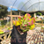 Oricula - Kalanchoe luciae Pote 9