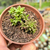 Monanthes muralis Pote 9 - comprar online