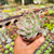 Graptoveria milky way Pote 9 - SUCULENTAS EM CASA