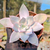 Echeveria cante Pote 9 - comprar online