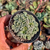 Titanopsis calcarea Pote 9 - comprar online