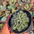 Titanopsis calcarea Pote 9 na internet