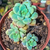 Sedum clavatum Pote 9