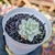 Sedum clavatum variegata Pote 9 - loja online