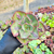 Echeveria wolverine Pote 9